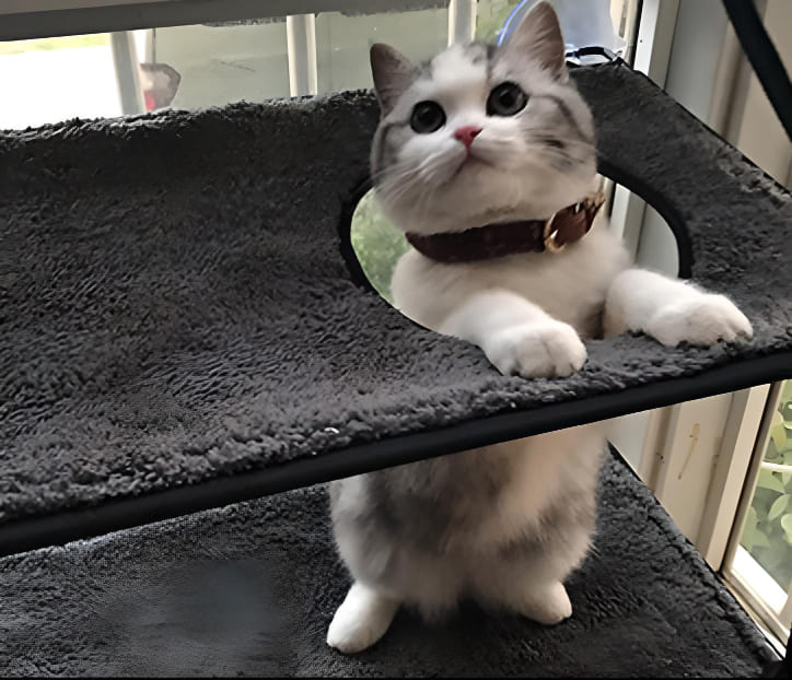 cat-inside-wall-bed