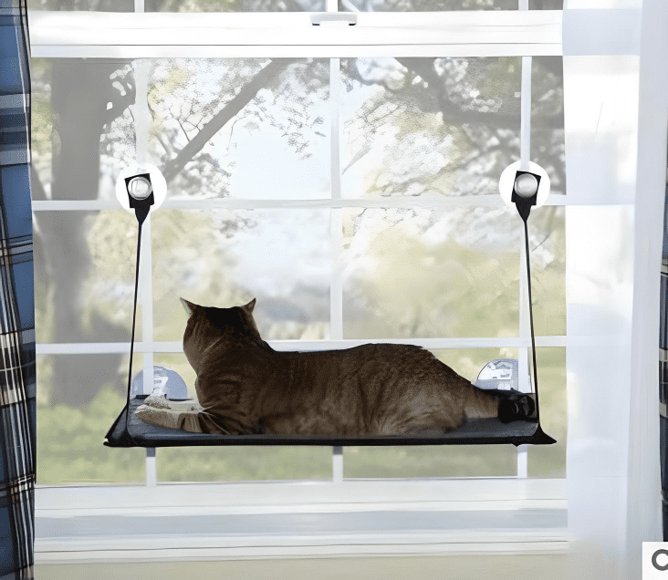 cat-lying-of-wall-bed