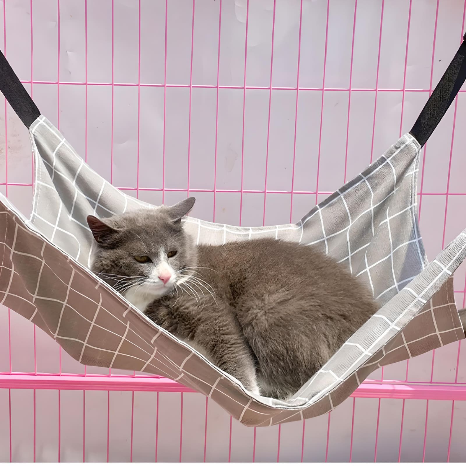 cat-sitting-on-pet-cage-hammock