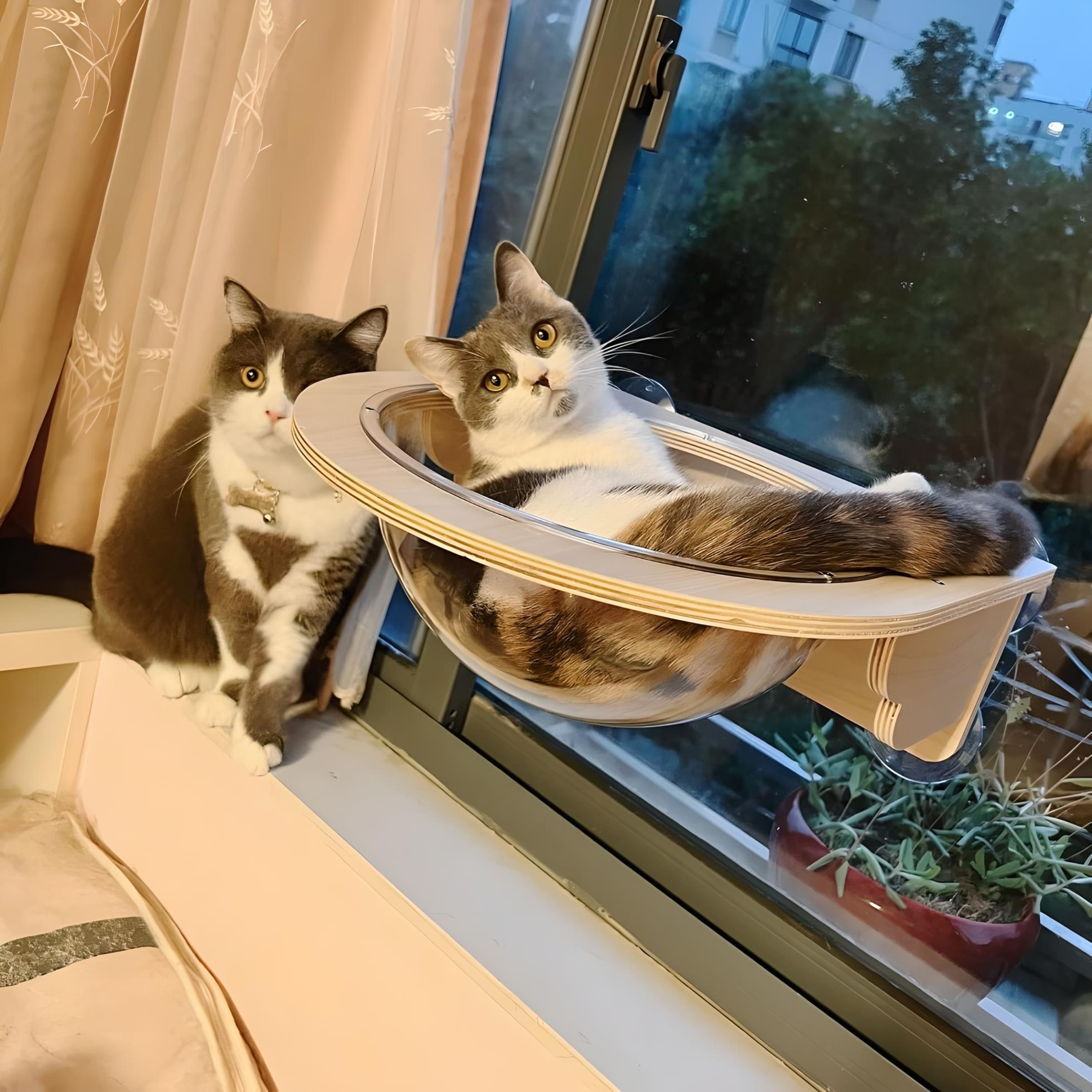 cat-sitting-on-wood-hammock