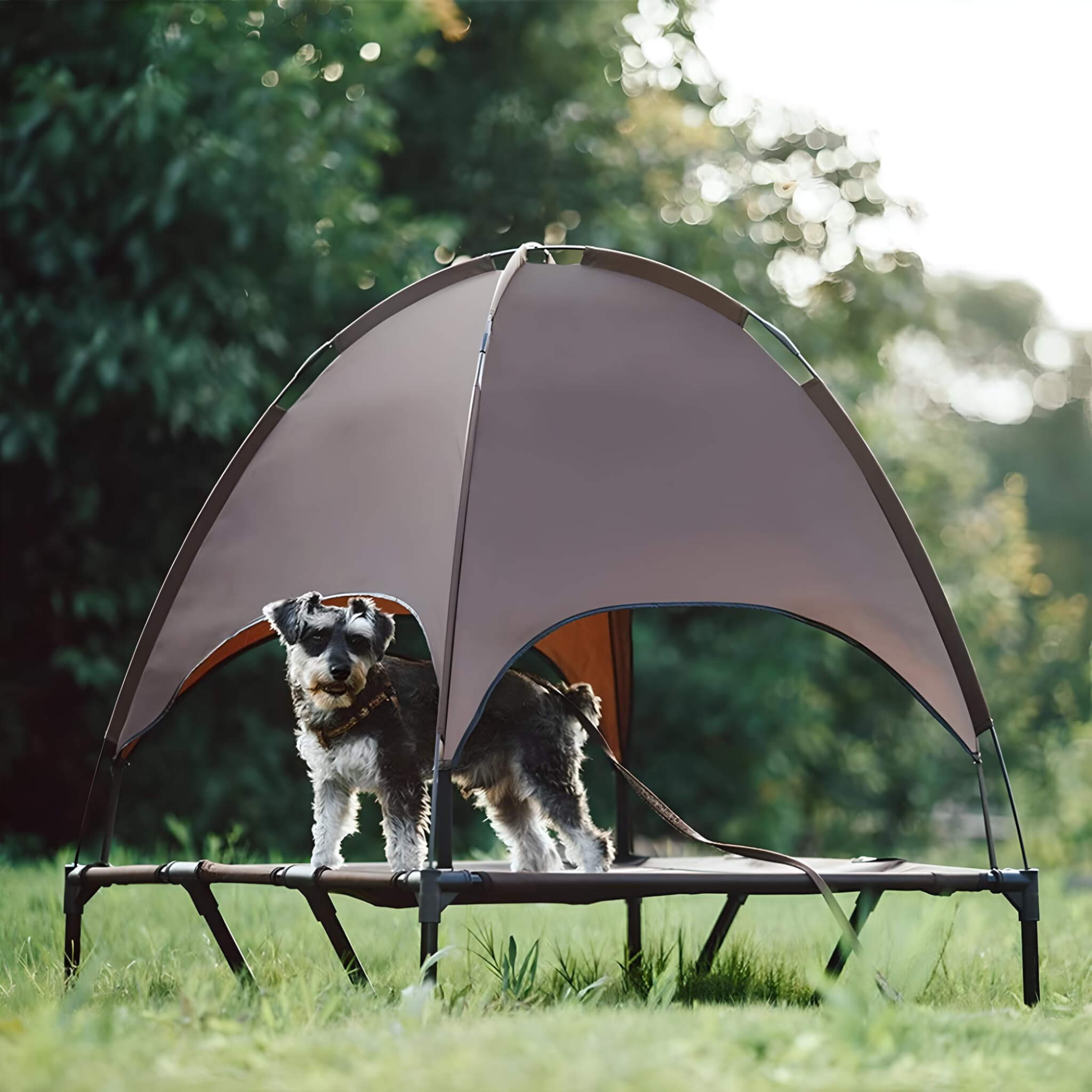 dog-cot-with-canopy-dog-standing-in-hammock