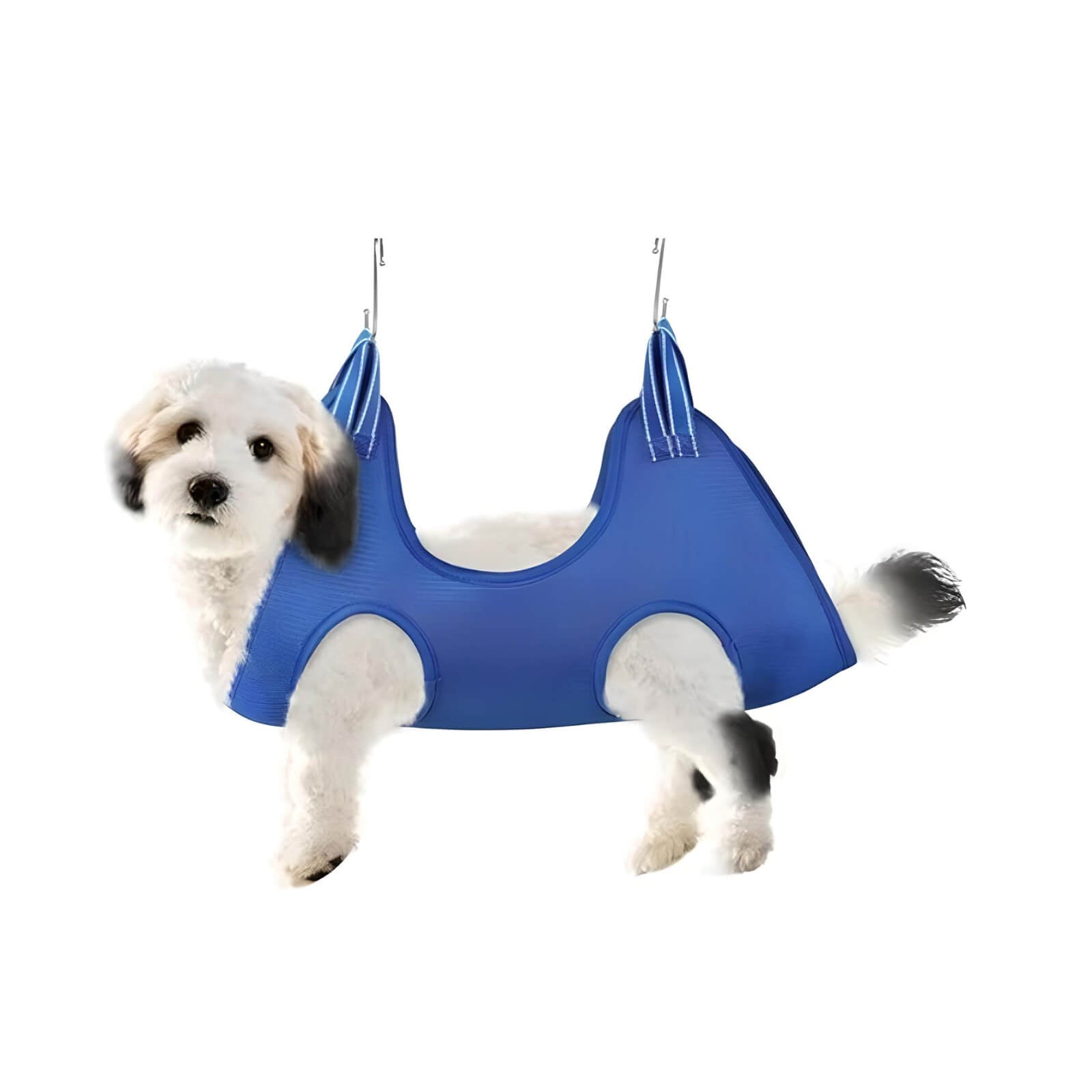 puppy-in-a-blue-grooming-harness