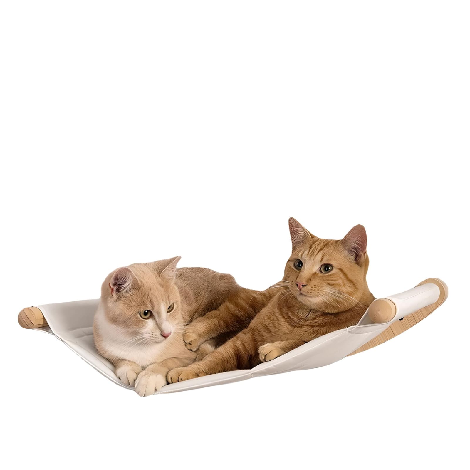 two-cats-lying-wal-mounted-cat-shelves